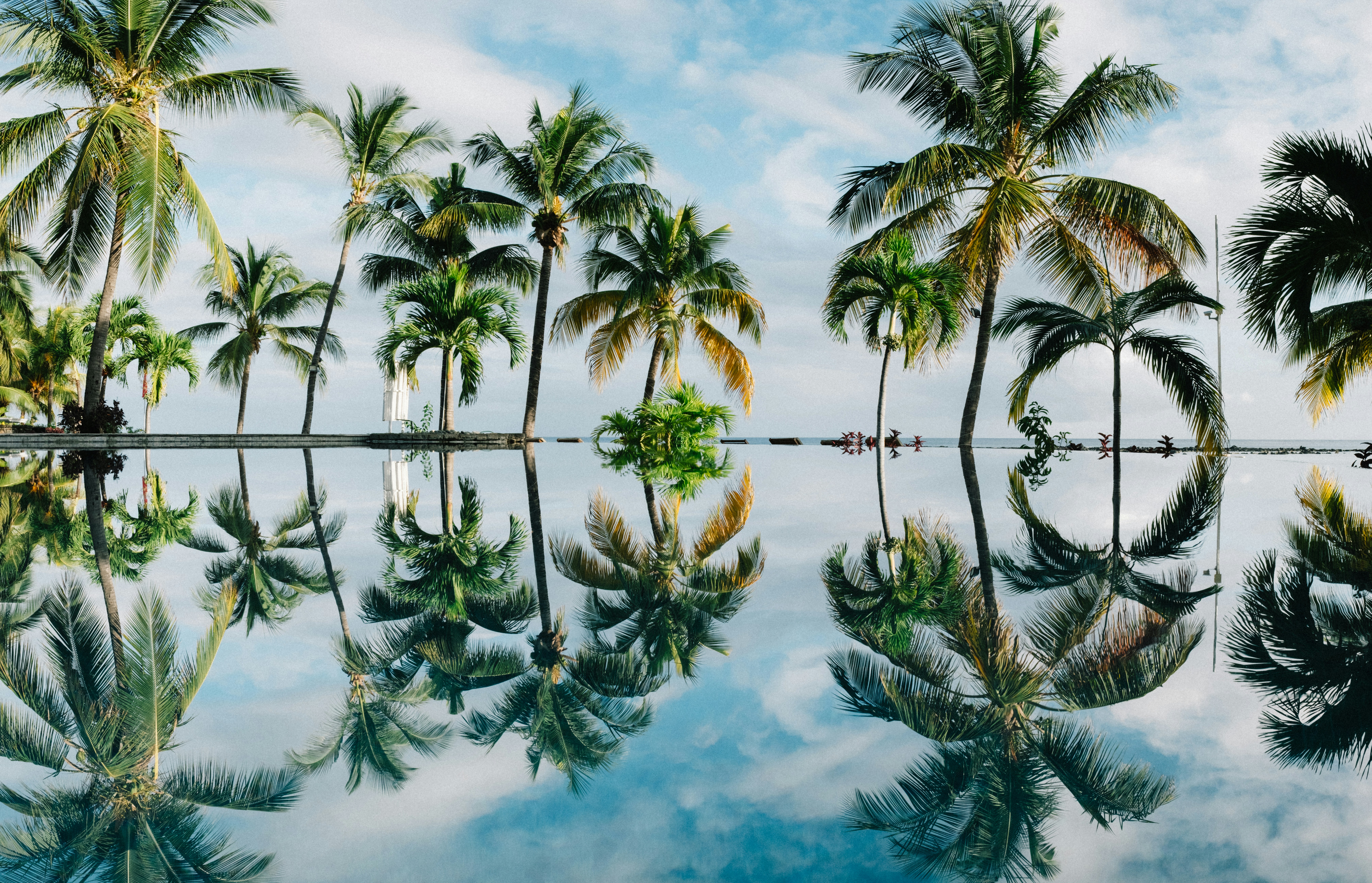 a reflection of palm trees.